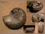 Cardioceras (аммонит 28)
