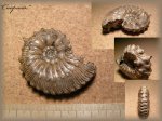 Kosmoceras gemmatum (аммонит 58)