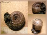 Erymnoceras coronatum(аммонит 55)