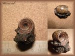 Erymnoceras doliforme (аммонит 66)