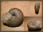 Rondiceras.(Аммонит 35)
