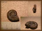 Peltoceratoides (аммонит 19)