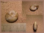 Pseudocadoceras sp.(аммонит 18)