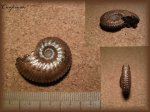 Kosmoceras (аммонит 24)