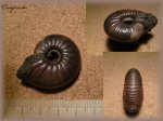 Cadoceras? (Аммонит 39)