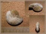 Pseudocadoceras(Аммонит 65)