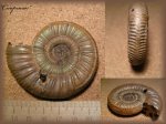 Binatisphinctes (аммонит 60)