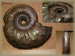 Binatisphinctes (аммонит 70)