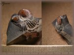 Cadoceras ?(Аммонит 43)