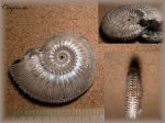 Kosmoceras(Аммонит 62)