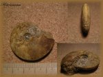 Kosmoceras(Аммонит 57)