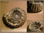 Erymnoceras coronatum (Аммонит 36)