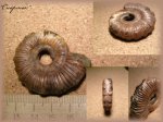 Бугристая раковина аммонита Binatisphinctes  (аммонит 32)