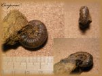 Kepplerites (Gowericeras),(Аммонит 38)