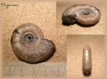 Binatisphinctes sp. (аммонит 22)