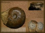 Kosmoceras enodatum.(Аммонит 37)