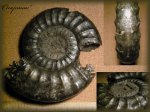 Binatisphinctes pseudomosquensis(Аммонит 40)