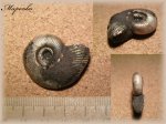 Peresphinctes (Arisphinctes)(Аммонит 77)