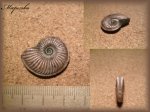 Amoeboceras(Аммонит 73)