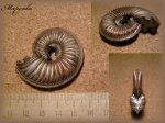 Amoeboceras(Аммонит 76)