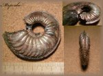 Крупный Amoeboceras(Аммонит 75)