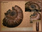 Peltoceratoides(Аммонит 33)