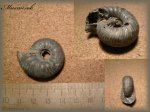 Eichwaldiceras(Аммонит 53)
