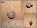 Craspedites(аммонит 12)
