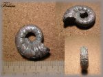 Euaspidoceras (аммонит 5)