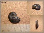 Virgatites sp.(Аммонит 9)