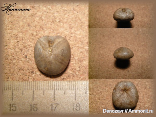 морские ежи, иглокожие, Никитино, Nucleolites