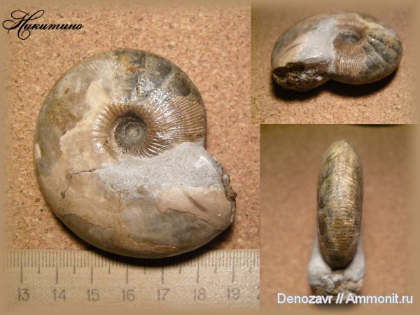 моллюски, Никитино, Sigaloceras enodatum, Sigaloceras, Kosmoceratidae