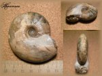 Sigaloceras Enodatum(Аммонит 81)