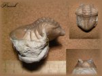 Asaphus (Трилобит 2)