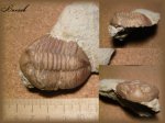 Asaphus(Трилобит 3)