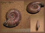 Quenstedtoceras lamberti (Аммонит 84)