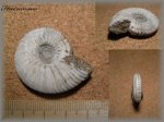 Kosmoceras (Аммонит 87)