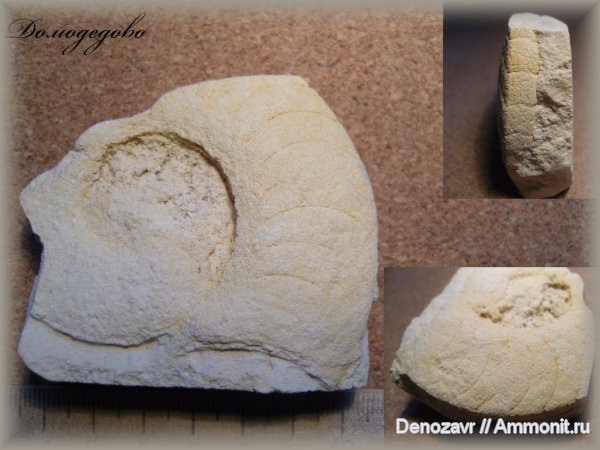 моллюски, наутилусы, Domatoceras, Domatoceras mosquense, Domatoceratidae