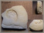 Наутилус Domatoceras mosquense(наутилус 1)