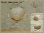 Створка брахиоподы с сохранившимися отростками(Брахиопода 1)