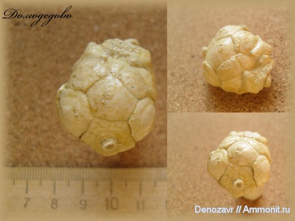 морские лилии, криноидеи, Dicromyocrinus, Cromyocrinidae