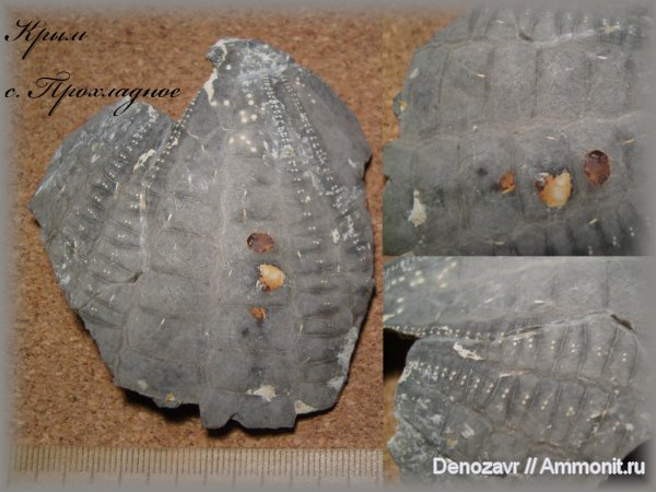 мел, Крым, Echinocorys, Cretaceous