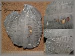 Фрагмент панцыря морского ежа Echinocorys sp.