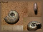Peresphinctes (Arisphinctes) (Аммонит 88)