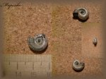 Peresphinctes с прижизненным повреждением раковины.(Аммонит 89)