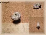 Amoeboceras (Аммонит 90)