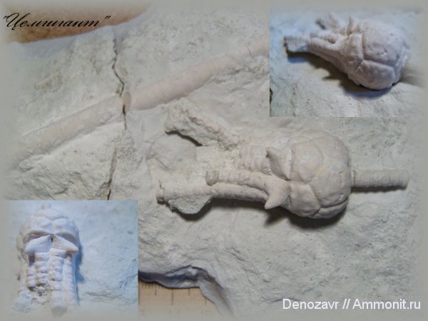 морские лилии, криноидеи, Dicromyocrinus, Dicromyocrinus ornatus, Cromyocrinidae