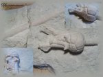 Морская лилия Dicromyocrinus ornatus (криноидея2)