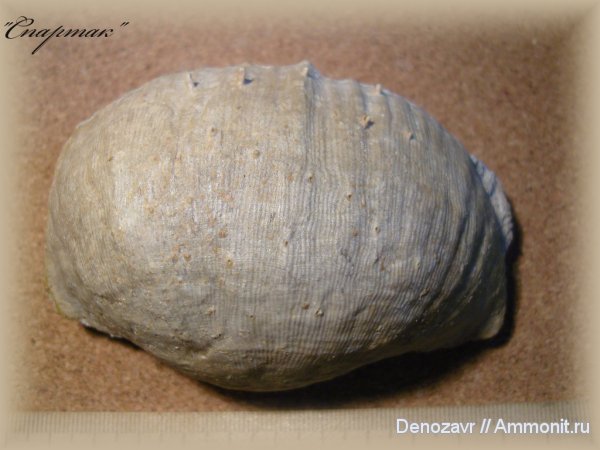 моллюски, Gigantoproductus, Productida