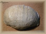 Gigantoproductus ( 1 )